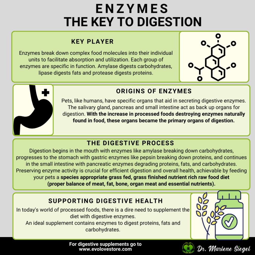Enzymes | EvoLove Store
